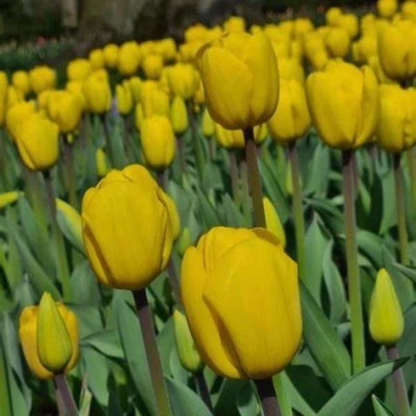 【闪亮】郁金香进口种球对版发货水培土培庭院阳台耐寒球根植物