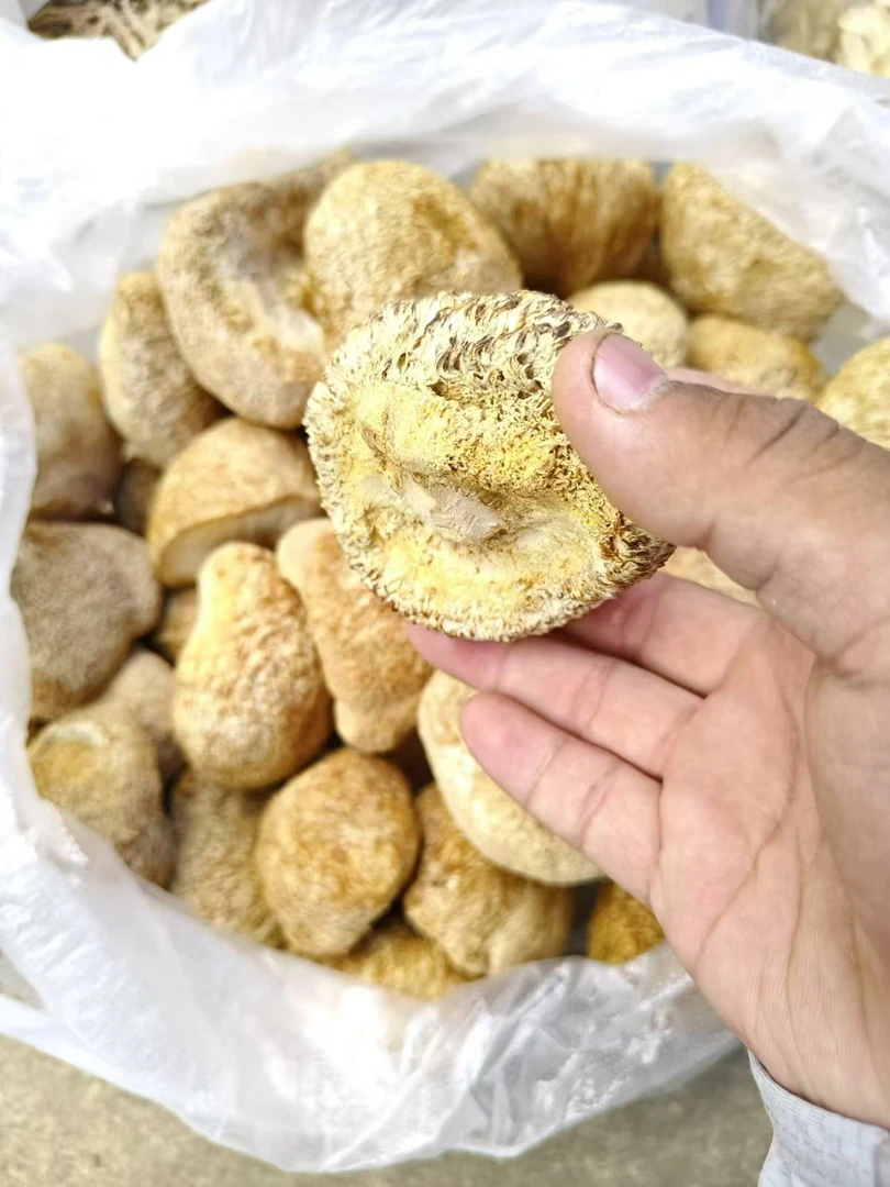 寻滇山货----猴头菇