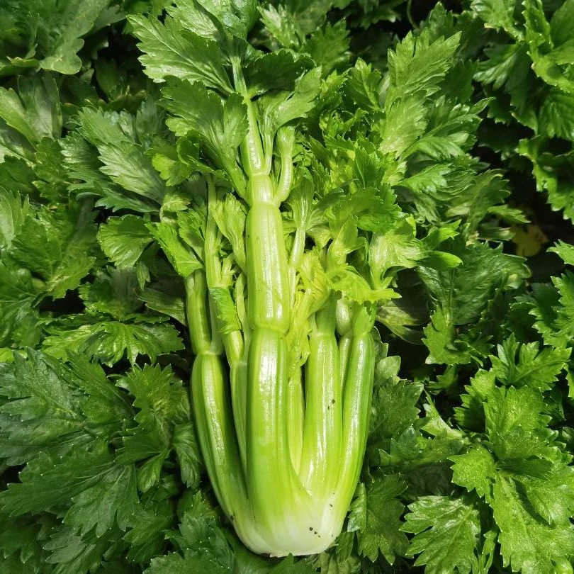 【专属】【4斤水果西芹】 云南高原蔬菜 康芹顺丰发货