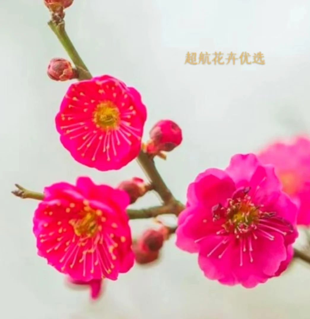 【超航花卉优选】20年梅花老桩盆景