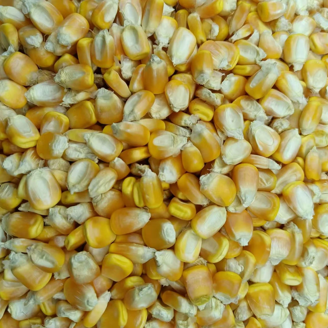 现收山货云南大颗粒玉米农家新玉米干玉米粒打粉煲粥酿酒3斤