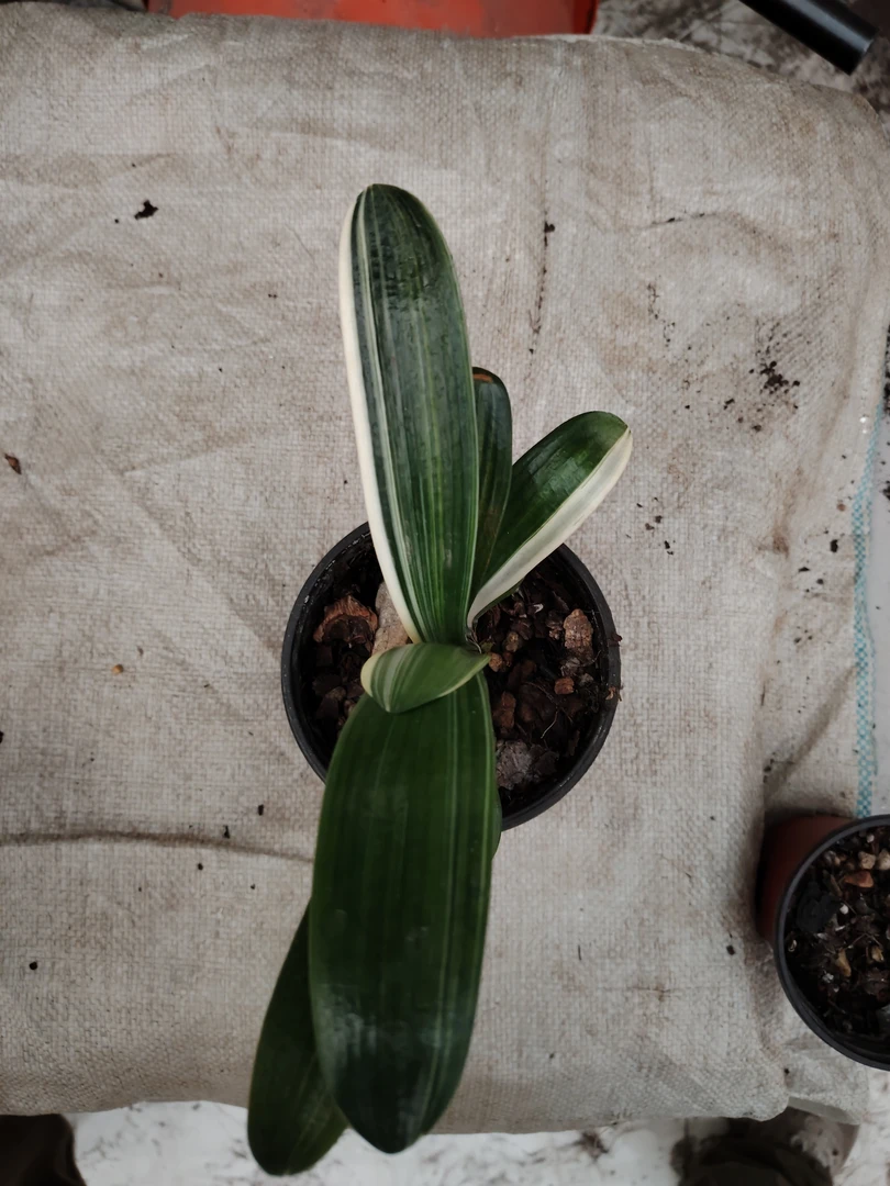 国兰国兰彩，瓷白墨绿