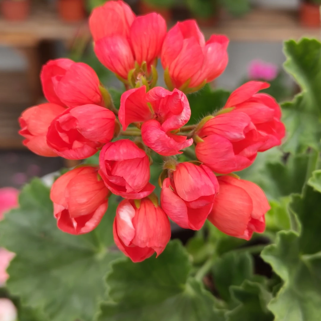 天竺葵红郁直立天小苗带花苞