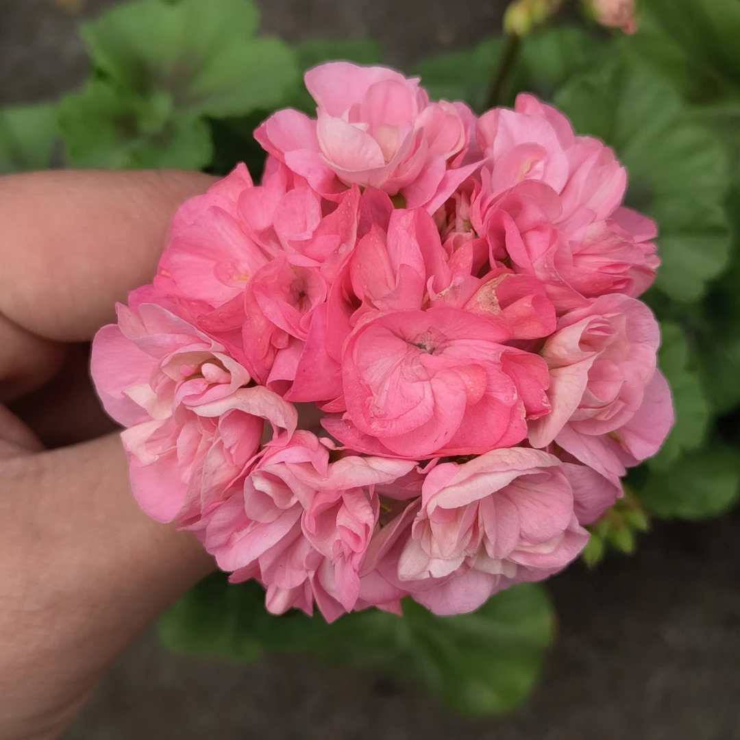 甜蜜杰西(中苗带花苞包对版)