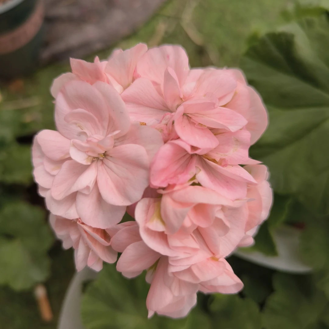 丹麦女王（直立带花苞）