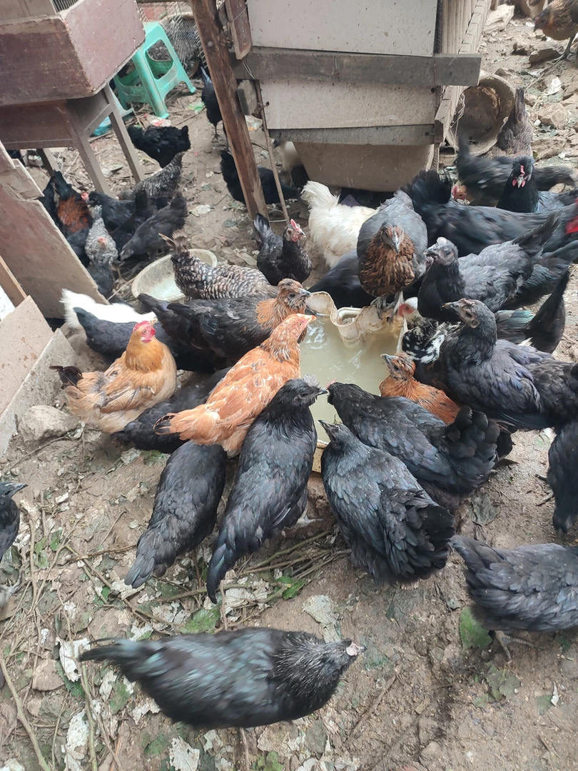 农村散养黑脚老母鸡放养土鸡青脚黑风童子鸡