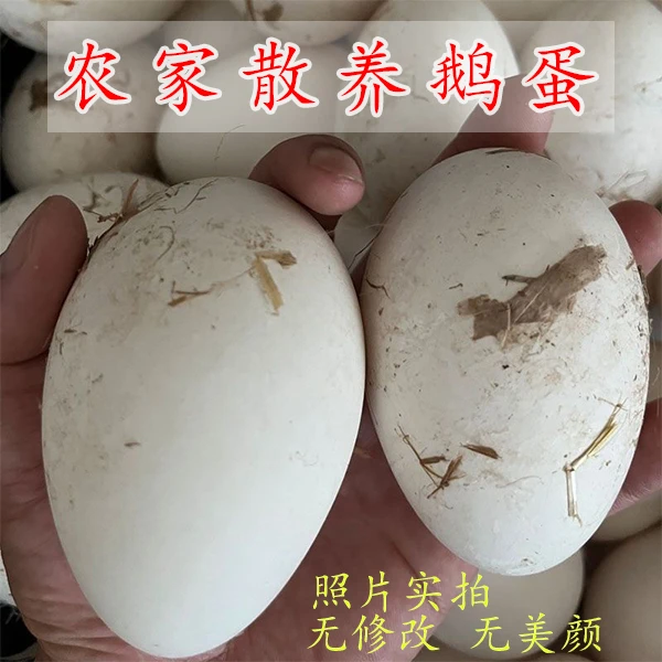 四川广安农家粮食散养新鲜土鹅蛋助农赶集直播带货老百姓自产自销