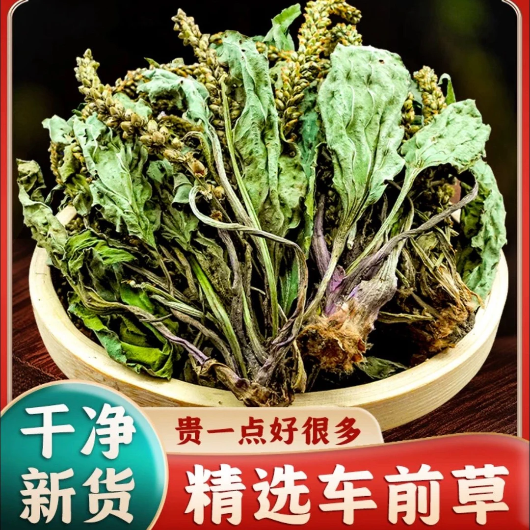 整颗车前草干500g泡茶泡水野生车前草茶