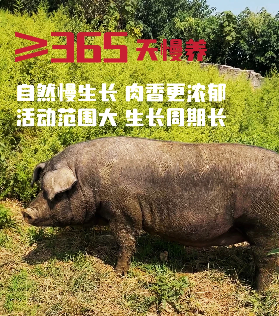 03现称(改价)链接生态散养熟食土猪跑山猪新鲜纯粮食