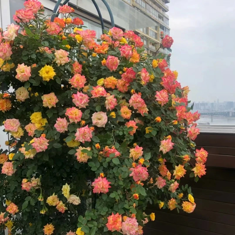 蕙养花爬藤月季藤彩虹小花多花多彩藤本多季节开花耐寒爬藤月季