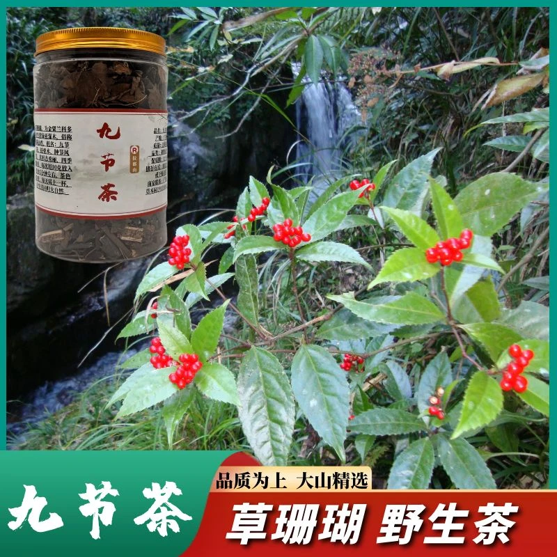 九节茶【野生原味茶】广西大山野生九节茶观音茶草珊瑚枫斗泡茶罐装