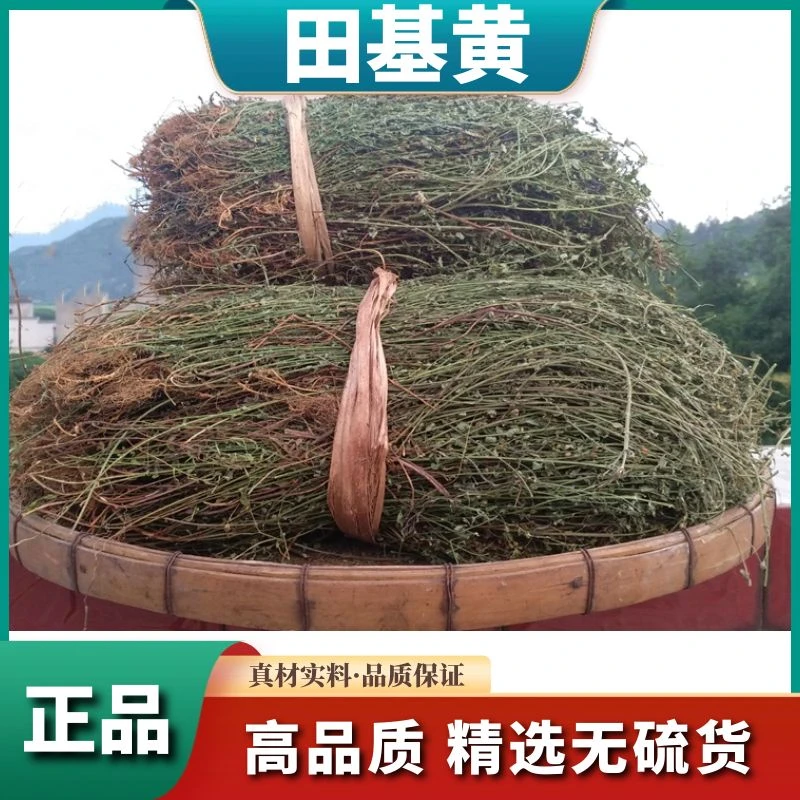 整珠【田基黄 】广西野生地耳草黄花草雀舌草干品整株益母草滋补料