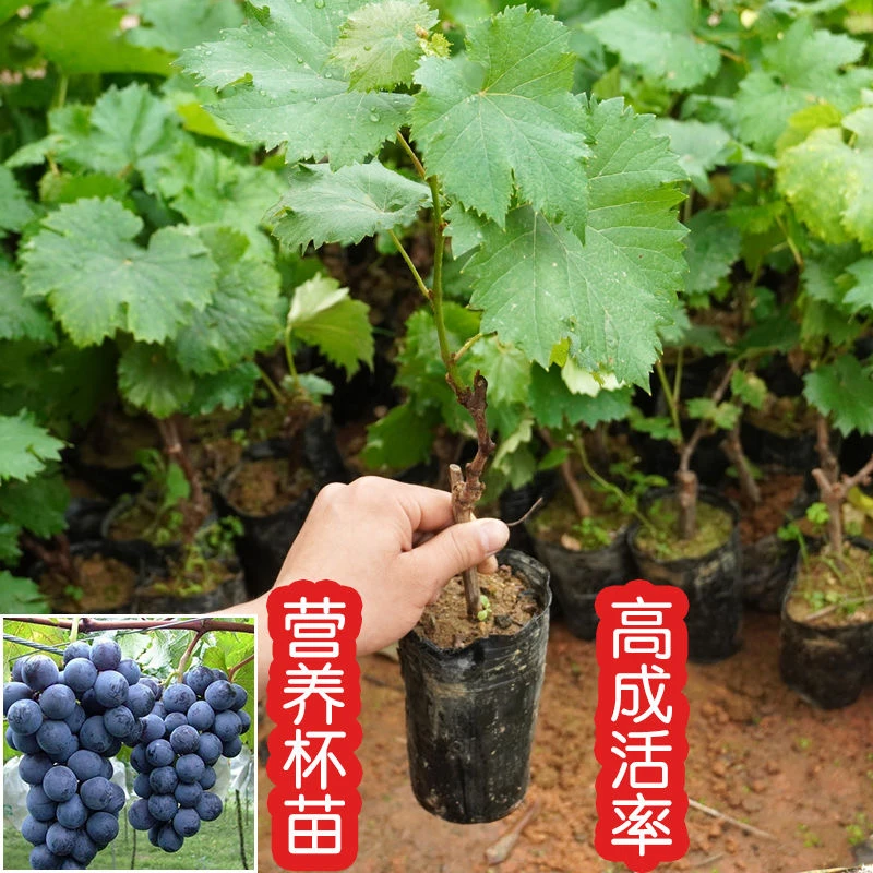 葡萄树苗原盆原土带叶不带果树苗蓝宝石阳光玫瑰南北方种植嫁接树