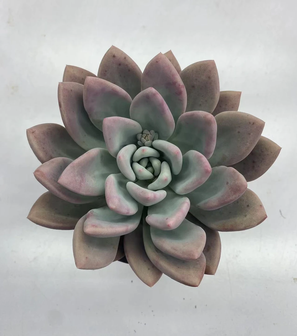 【花小钱家】奥普琳娜 冬季精品多肉植物 新手必备  好养（脱土发货）
