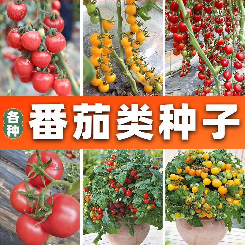 各种番茄类种子大全