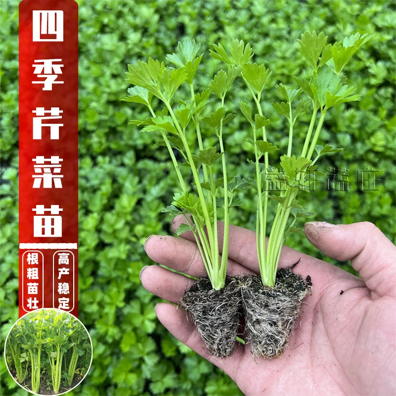 四季西芹种子种苗阳台花盆小院盆栽春秋芹菜苗壮苗好苗四季种植好
