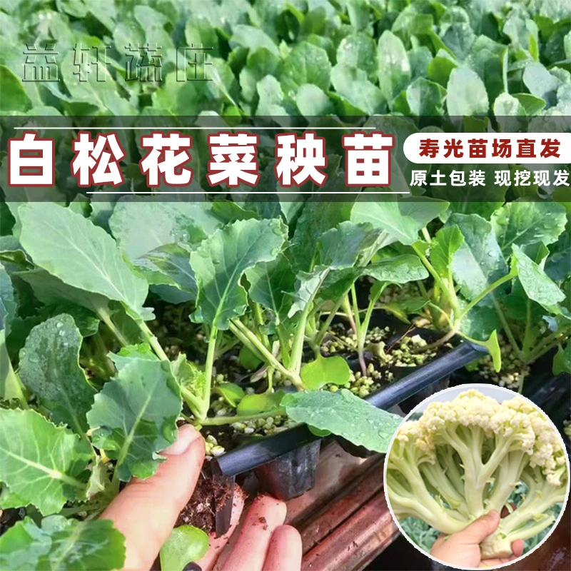 松花菜苗子青梗菜花秧苗白花菜菜花春季四季种青菜蔬菜苗大田菜苗
