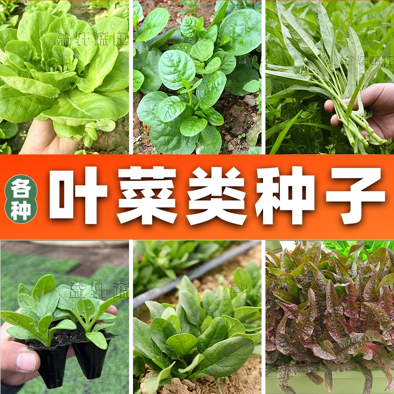 各种叶菜类种子大全