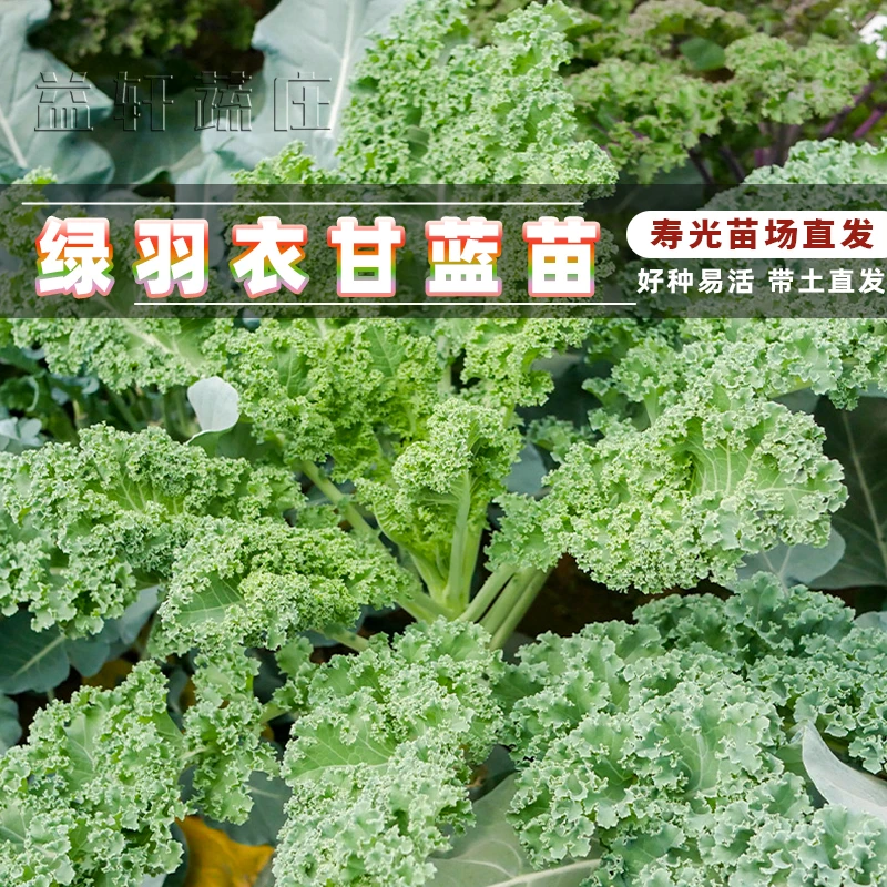 羽衣甘蓝秧苗农田庭院阳台皱叶甘蓝青菜苗籽高产秋冬四季