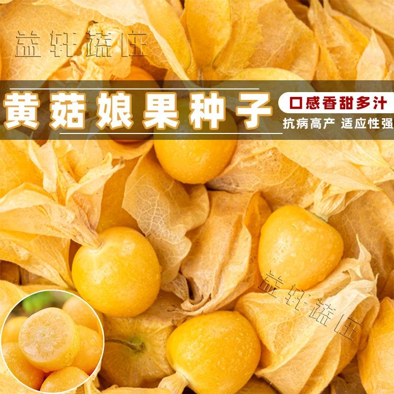 四季优选简单黄菇娘果苗秧东北姑娘果阳台盆栽美景四季盆栽蔬菜苗