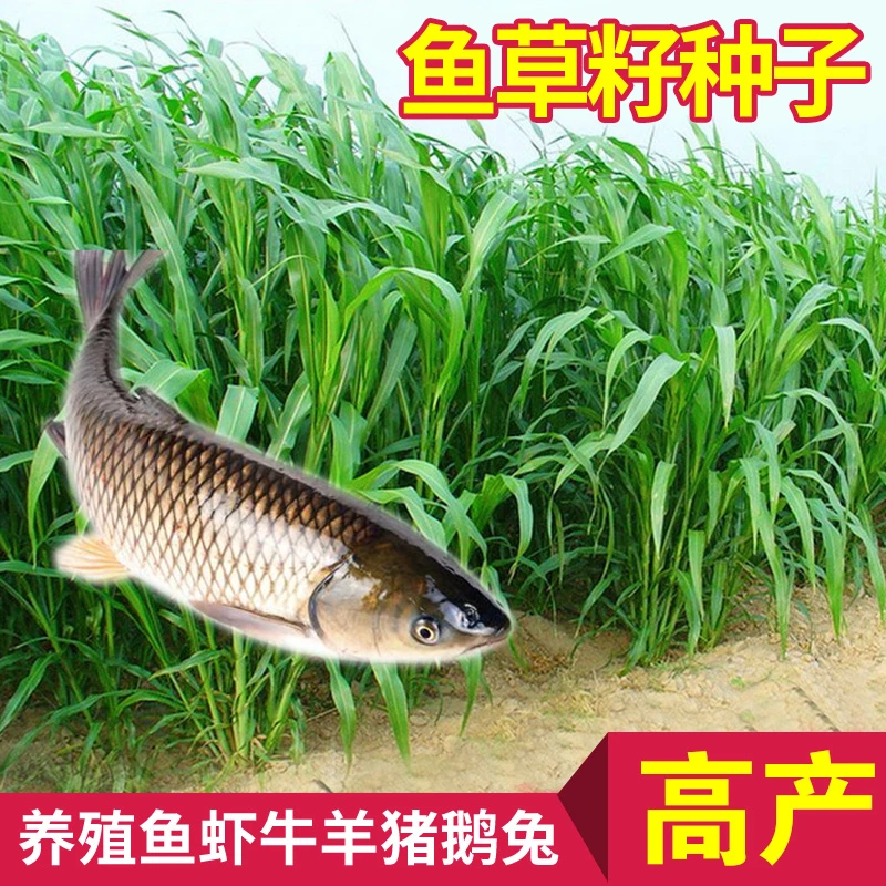 苏丹草种子鱼草种子牛羊猪喜欢吃的牧草 可以多次收割夏季牧草种