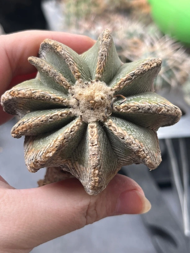 仙人球 新顿6cm+ 实生