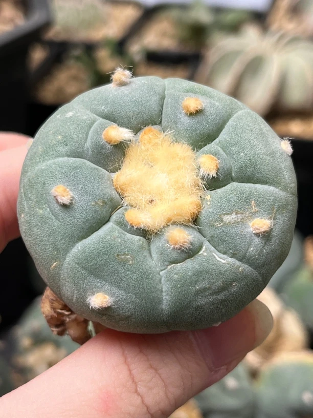 仙人球 实生 4.4cm 拍7