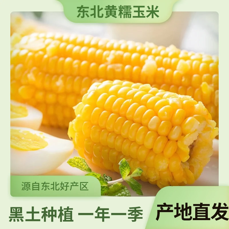 【皮薄肉嫩 软糯香甜】东北黄糯玉米8根 赠送2根试吃真空独立包装