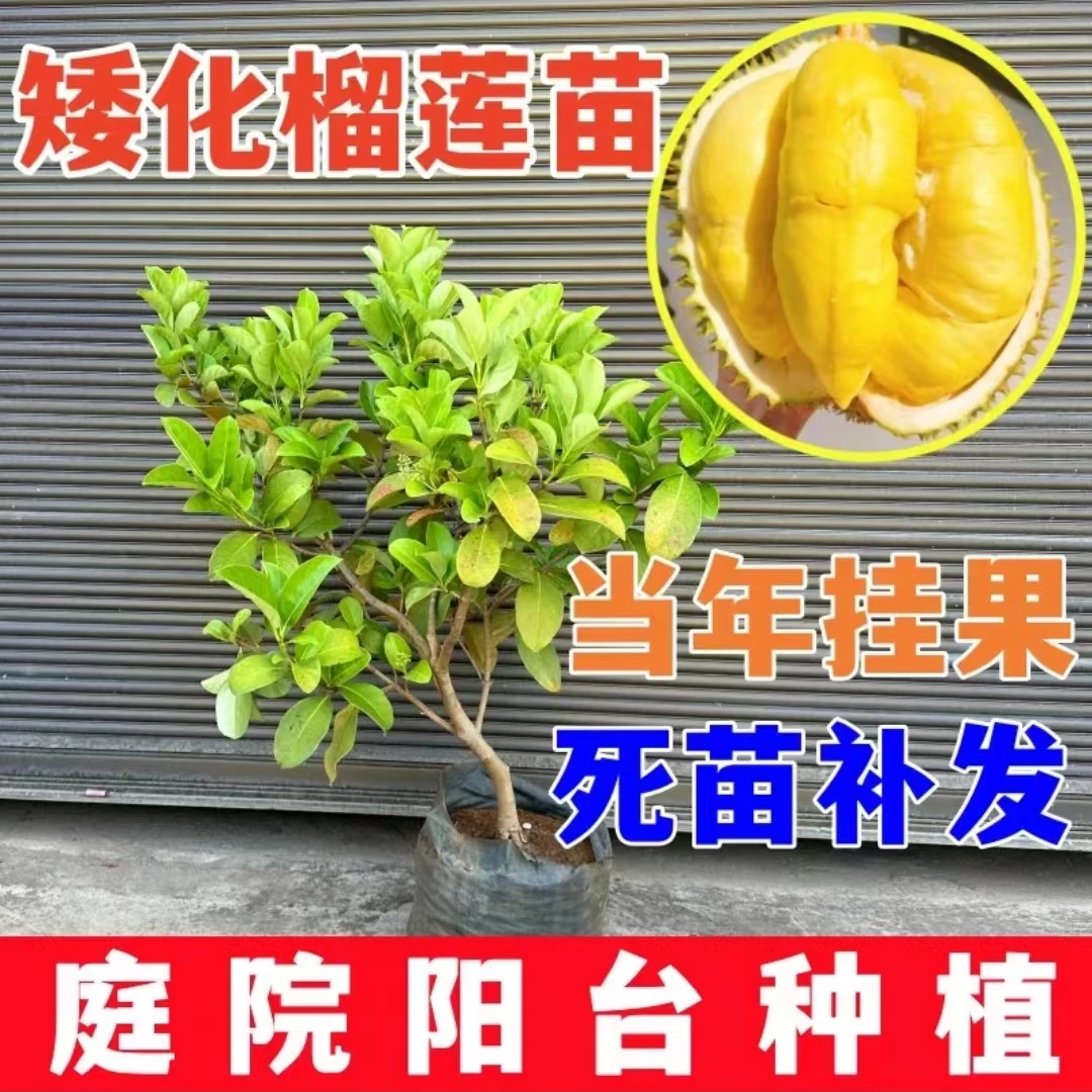 云南发货带土球金枕头榴莲苗抗寒品种榴莲树苗南北方种植盆栽榴莲