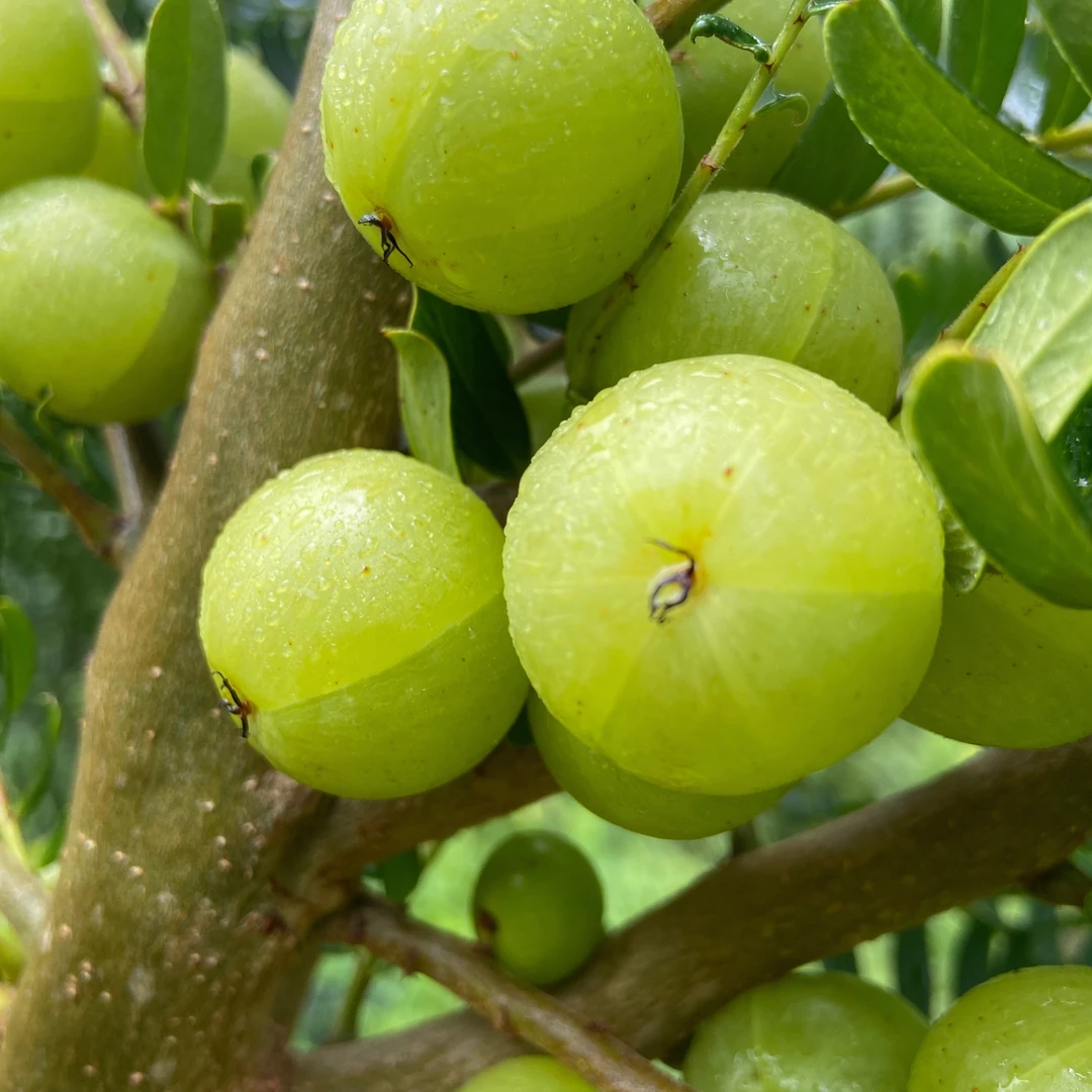 云南新鲜滇橄榄酸种玻璃甘可泡酒腌制3斤包邮