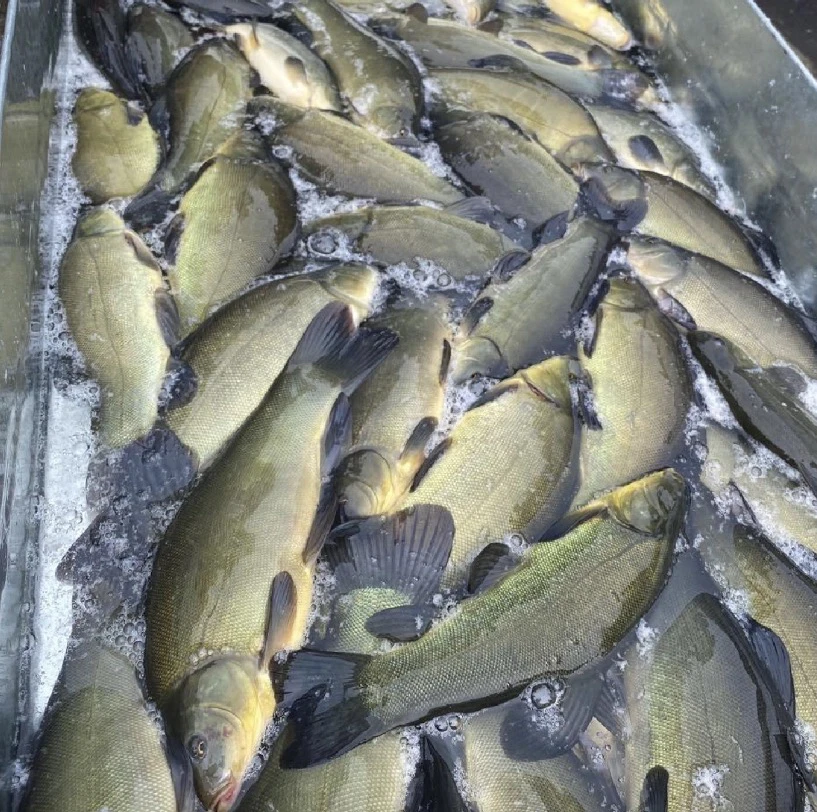 黄金桂鱼净重5斤顺丰包邮