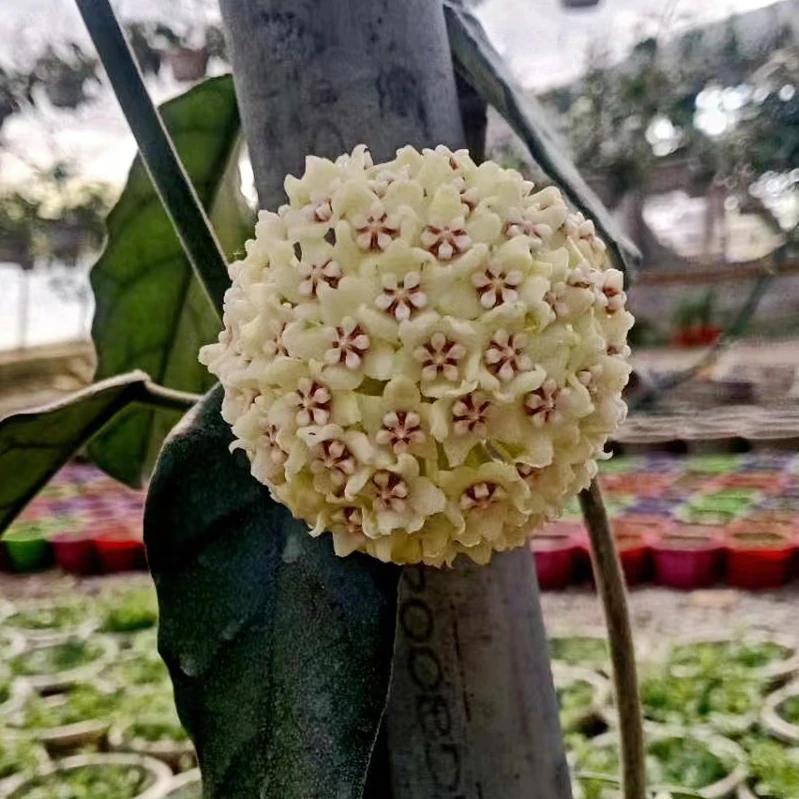 大方叶球兰Hoya villosa Cost 奇趣室内植物花卉