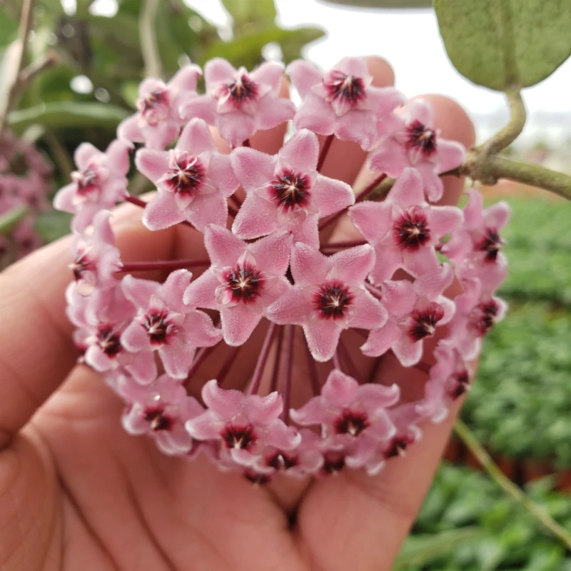 绿叶外锦球兰爬藤植物Hoya carnosa out（锦红球兰）大苗带花球兰