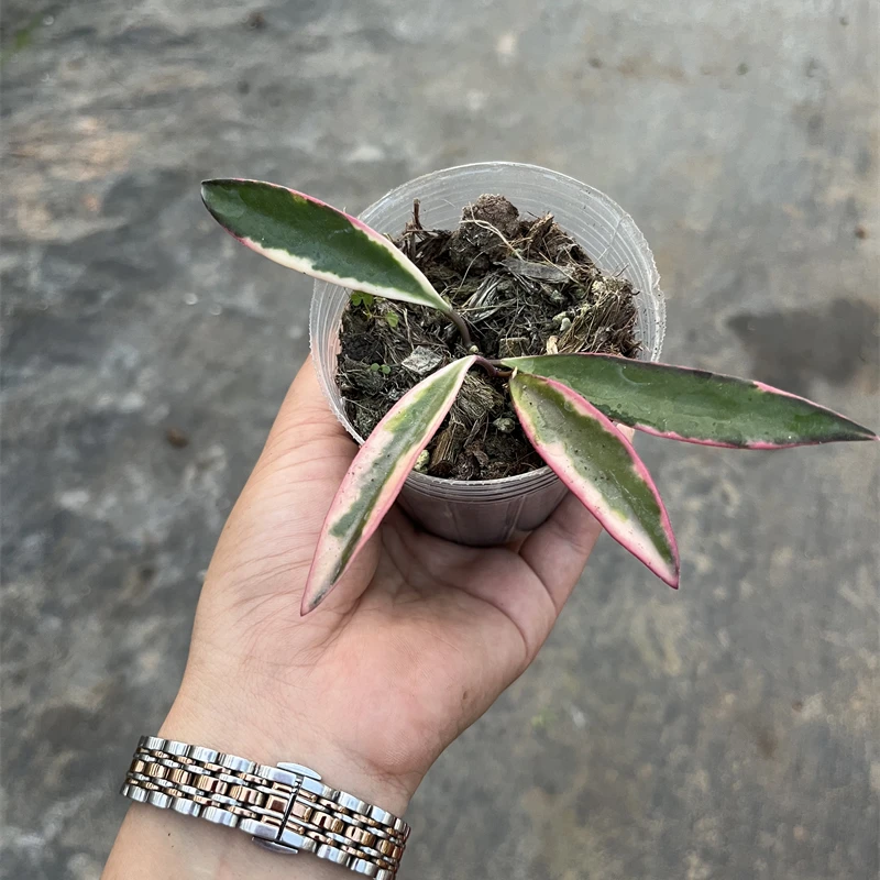 冰糖外锦肯蒂亚（冰糖）外锦球兰Hoya kentiana‘lori Lynn’