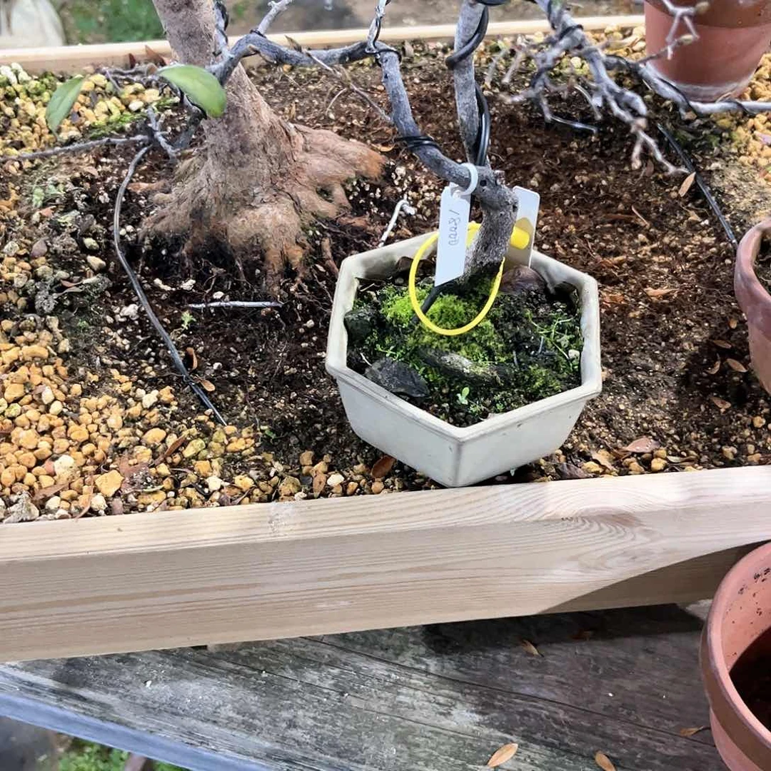 盆景L*L盆景造型