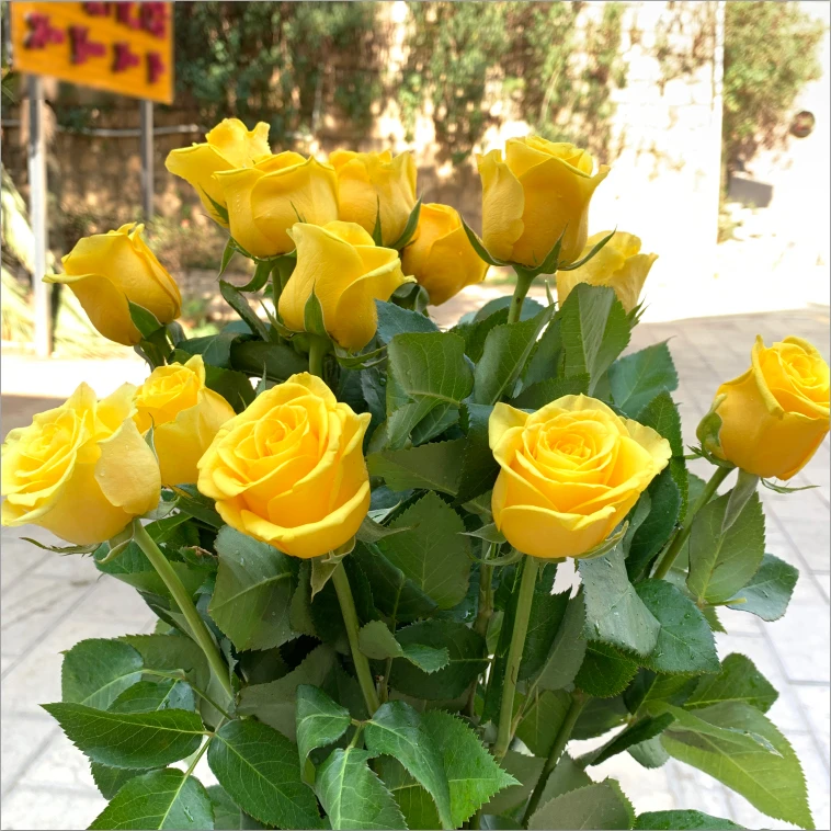 金枝玉叶单头玫瑰鲜花花束云南昆明基地直发速递同城家用花水养花