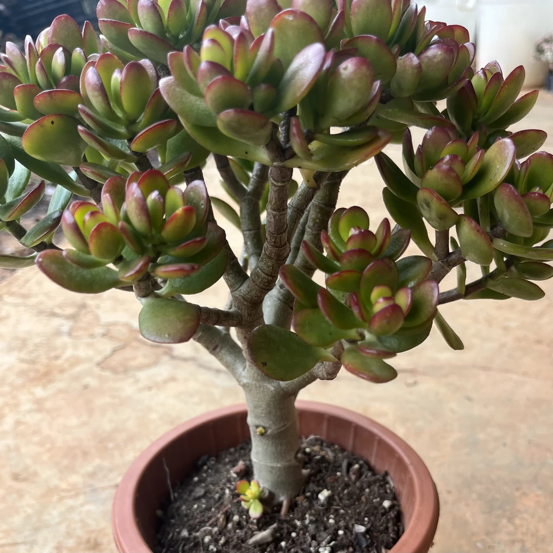 开网集美WX红盆独杆姬红花月230杯多肉植物发货进口种植售后下单