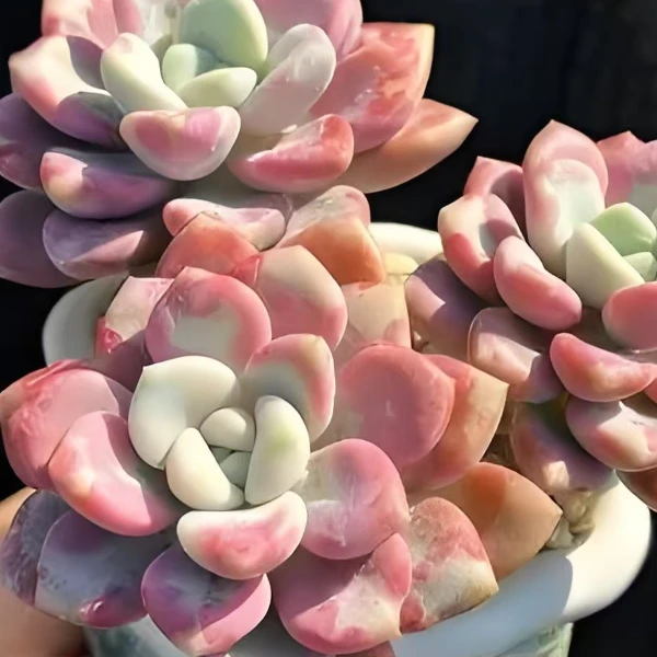 花斑露  精品多肉绿植