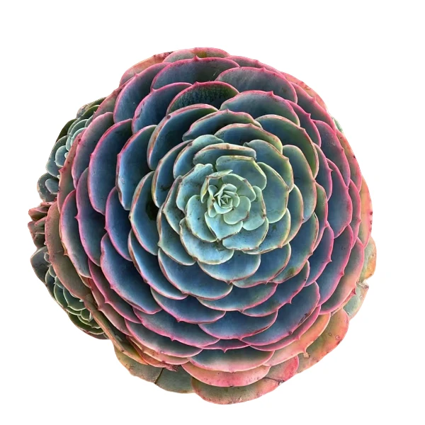 地栽玉蝶 云南昆明发货精品多肉绿植园艺种植多肉植物