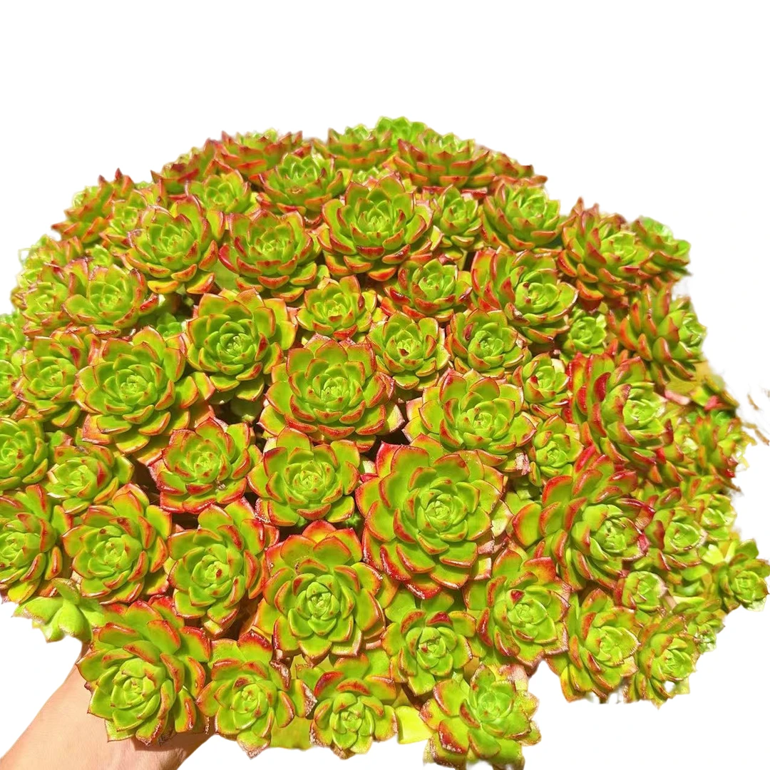 精品火焰蒂亚 云南发货精品多肉绿植园艺种植多肉植物瑕疵不售后