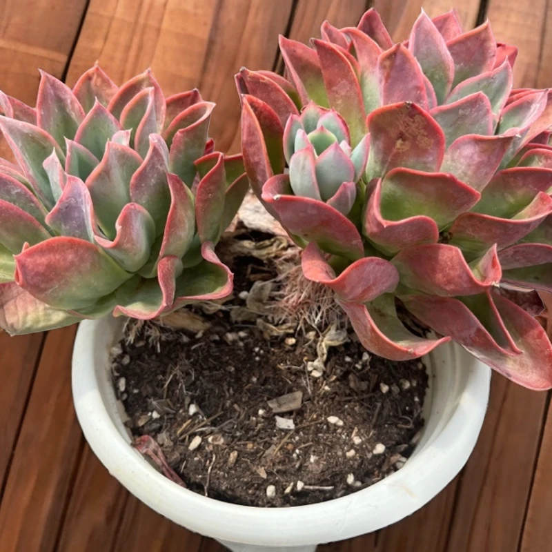 绮罗仙子 多肉植物 耐热耐寒 室内室外 好看好养 新手必备 阳台