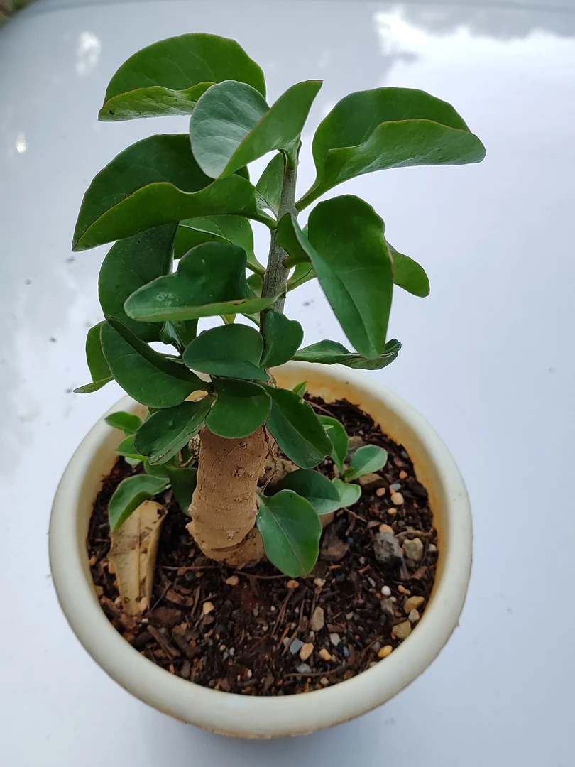 藤本大叶七叶三七，怕藤绿植盆栽七叶一枝花山乌龟甜叶菊五彩芋