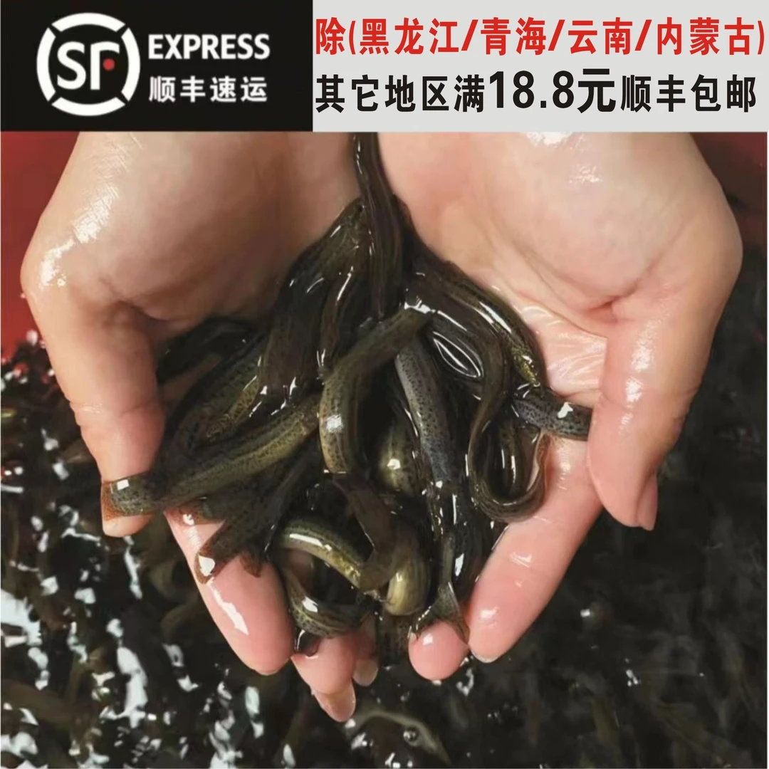 台湾小泥鳅苗本地青鳅东北金鳅水花鲜活筏钓养殖淡水泥鳅观赏鱼