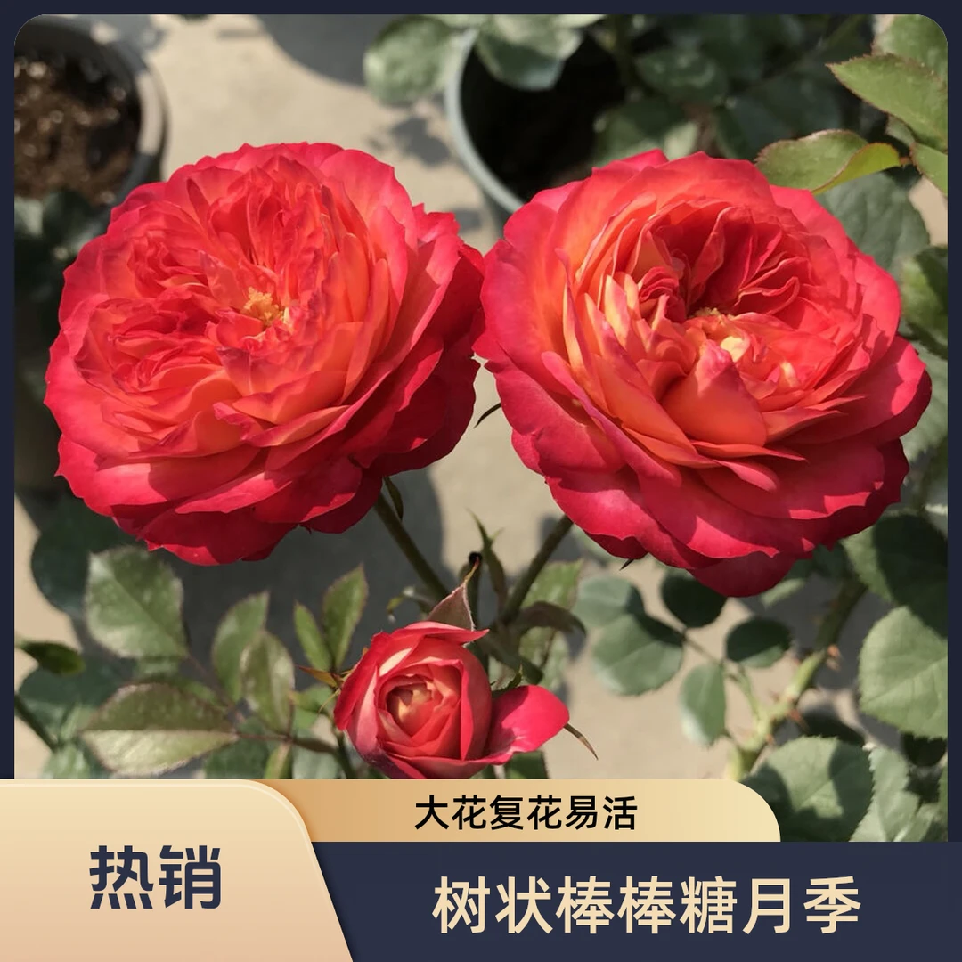 【滕宝贝树状棒棒糖月季】花量大花期长复花快清香型易成活好养