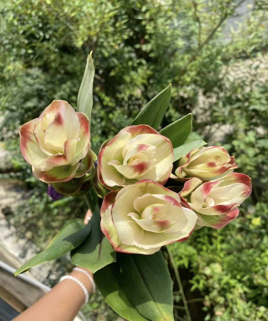 姜荷花盆栽室内外客厅四季开花植物多年生好养活耐寒耐热绿植花卉