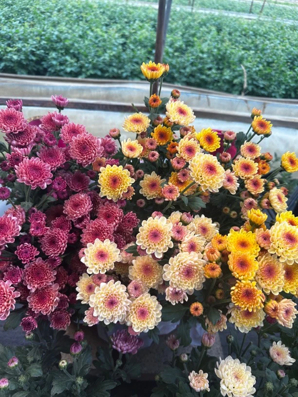 宝莲灯小雏菊(新品种 网红花 颜值高)庭院阳台开花植物
