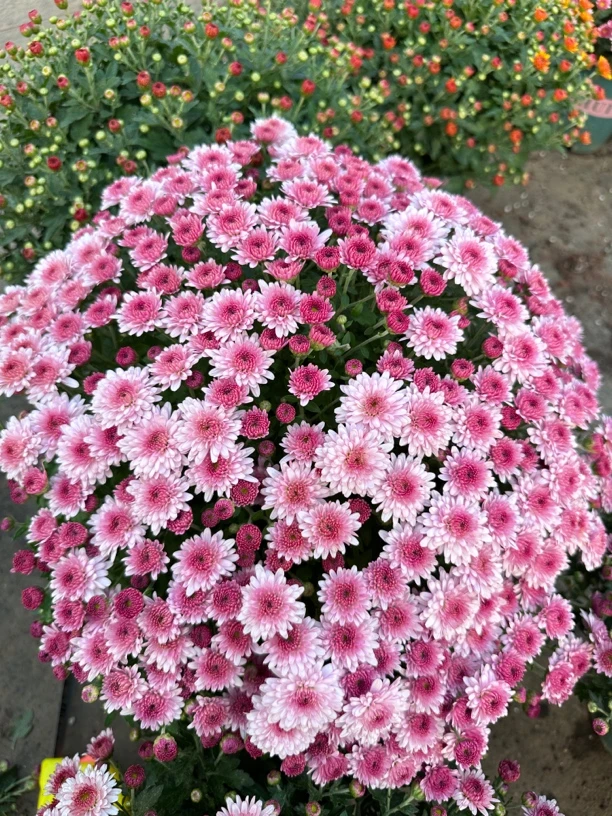 （大灌肤加仑盆福利）千头菊球菊盆栽（颜色非常养眼舒适，价格美丽