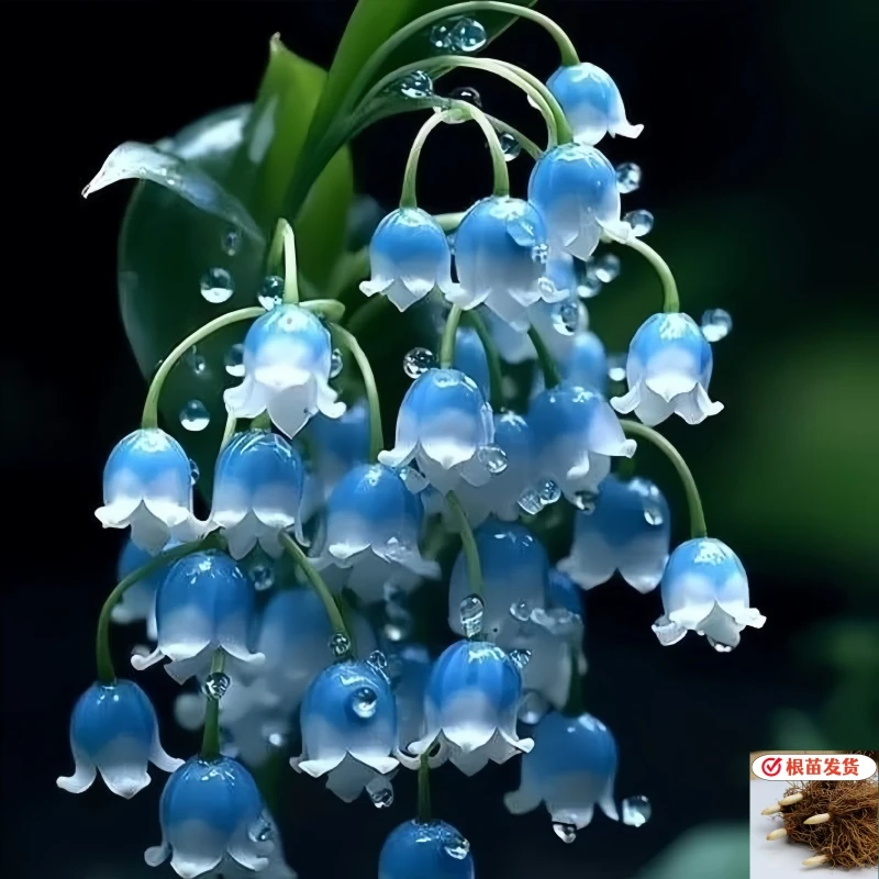 铃兰花种球带芽浓香型花卉绿植阳台室内多年生耐寒植物四季开花