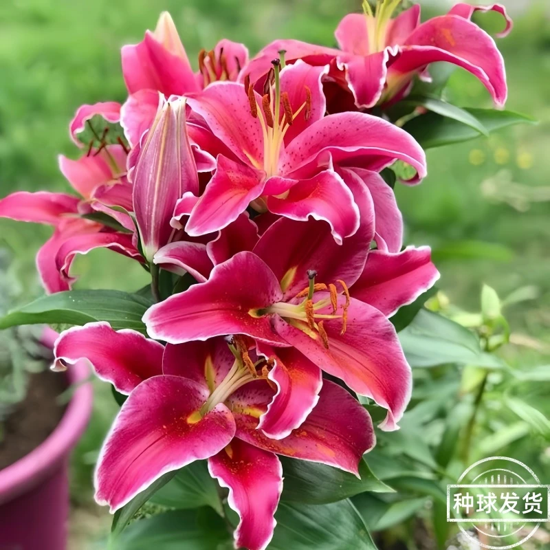 四季开花耐寒热重瓣室内外盆栽进口香水百合花种球浓香绿植物花卉