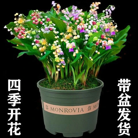 带芽铃兰花根苗【四季开花】浓香型铃兰盆栽花卉阳台室内耐寒绿植